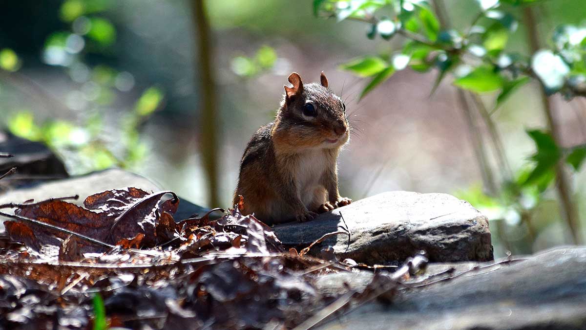 wildlife photography