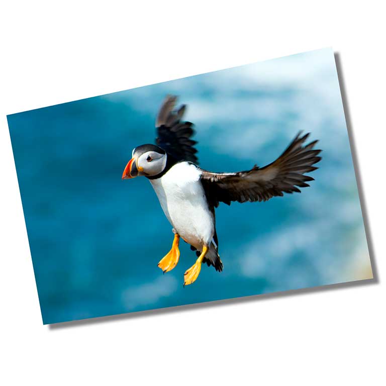 A4 poster print of a puffin in flight printed on semi-gloss paper
